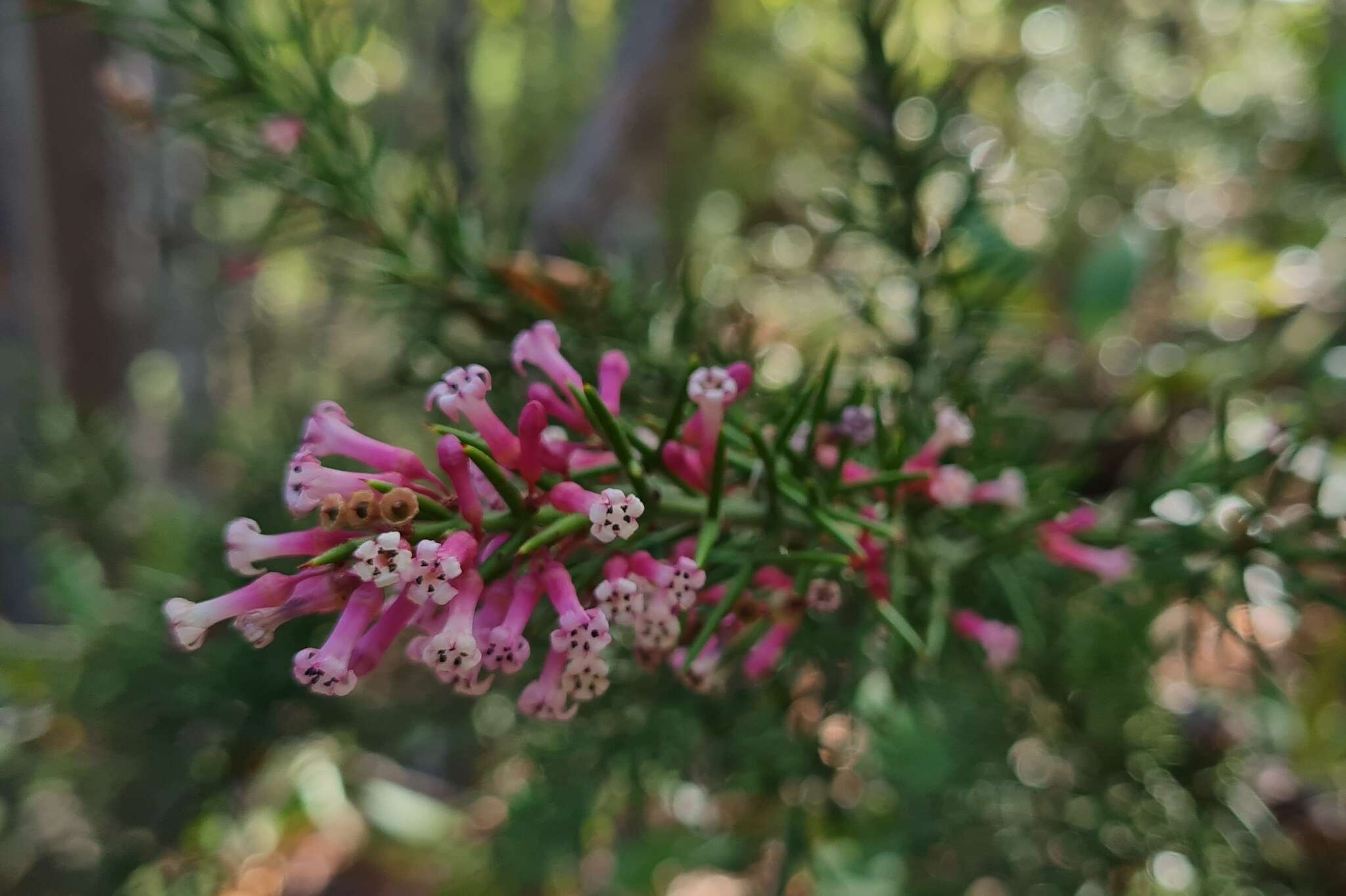 Image of Colletia ulicina Gill. & Hook.