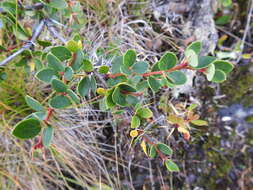 Слика од Berberis microphylla Forst.