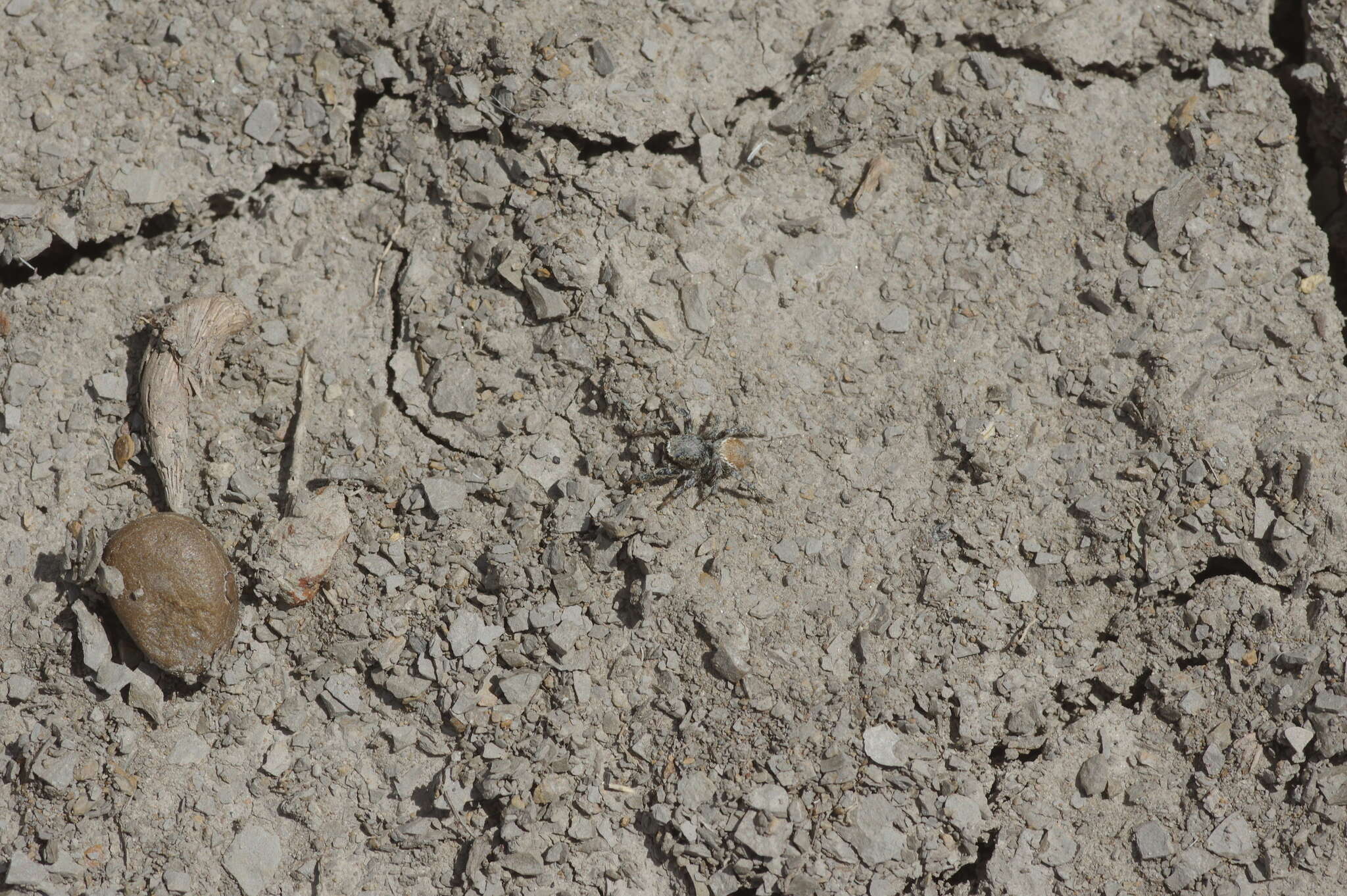 Image of Habronattus amicus (Peckham & Peckham 1909)