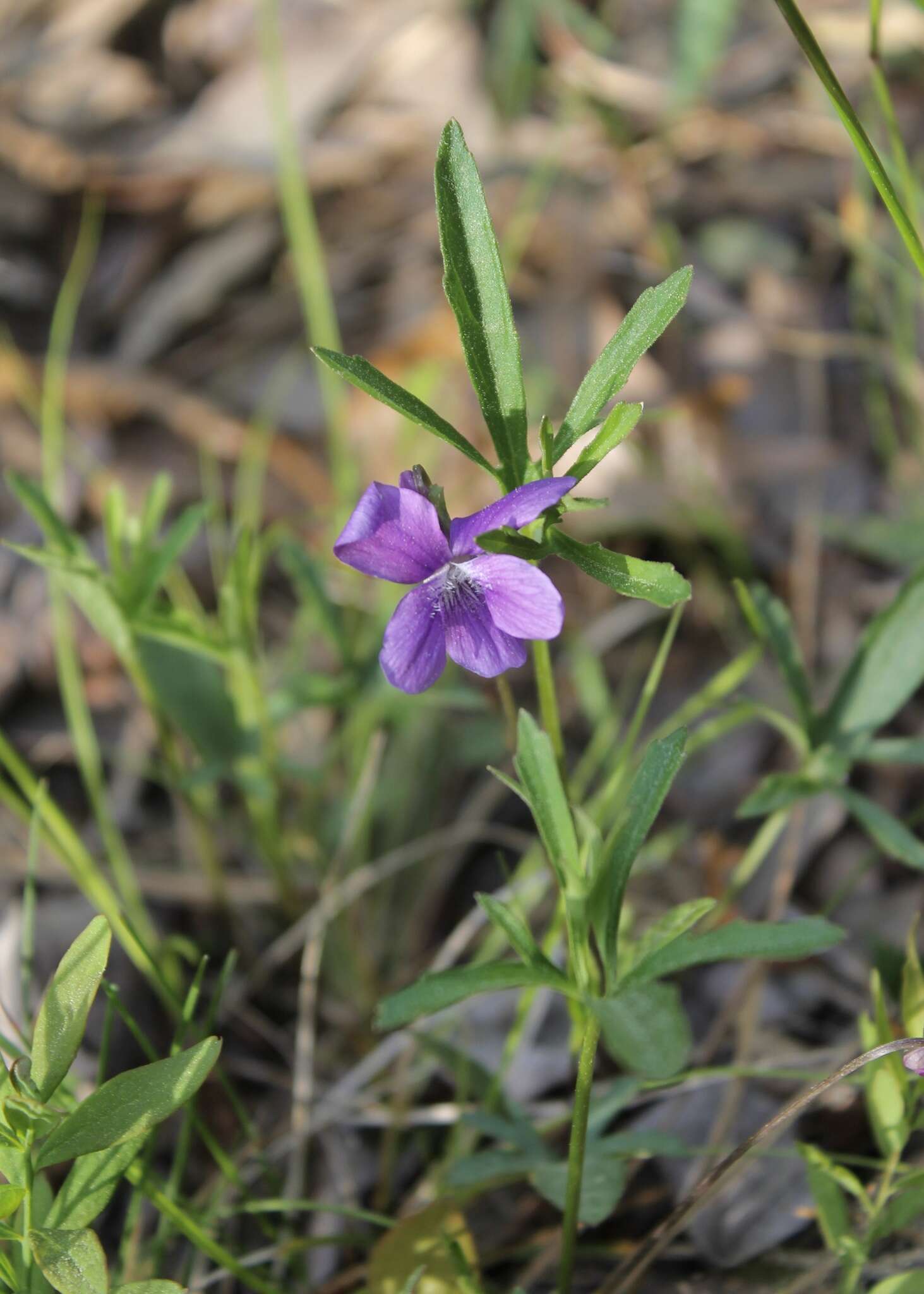 Image of Northern Coastal Violet