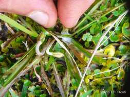 Microseris scapigera (Cunn.) Sch. Bip. resmi