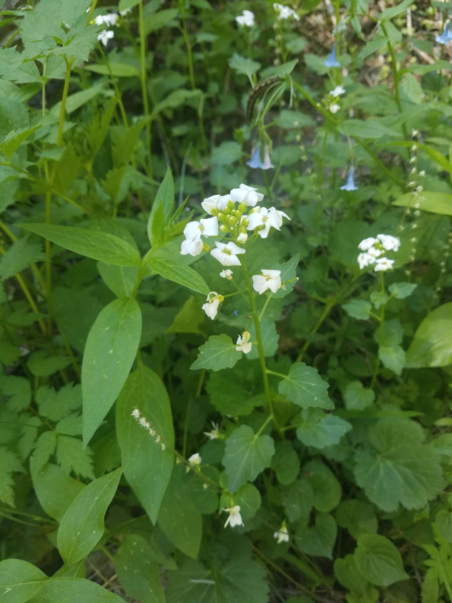 Image of Large Mountain Bittercress