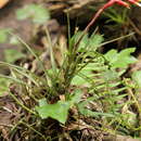 Image of Vriesea flammea L. B. Sm.