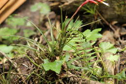 Image of Vriesea flammea L. B. Sm.