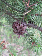 Image of jack pine