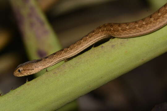 Image of Thamnodynastes sertanejo Bailey, Thomas & da Silva 2005