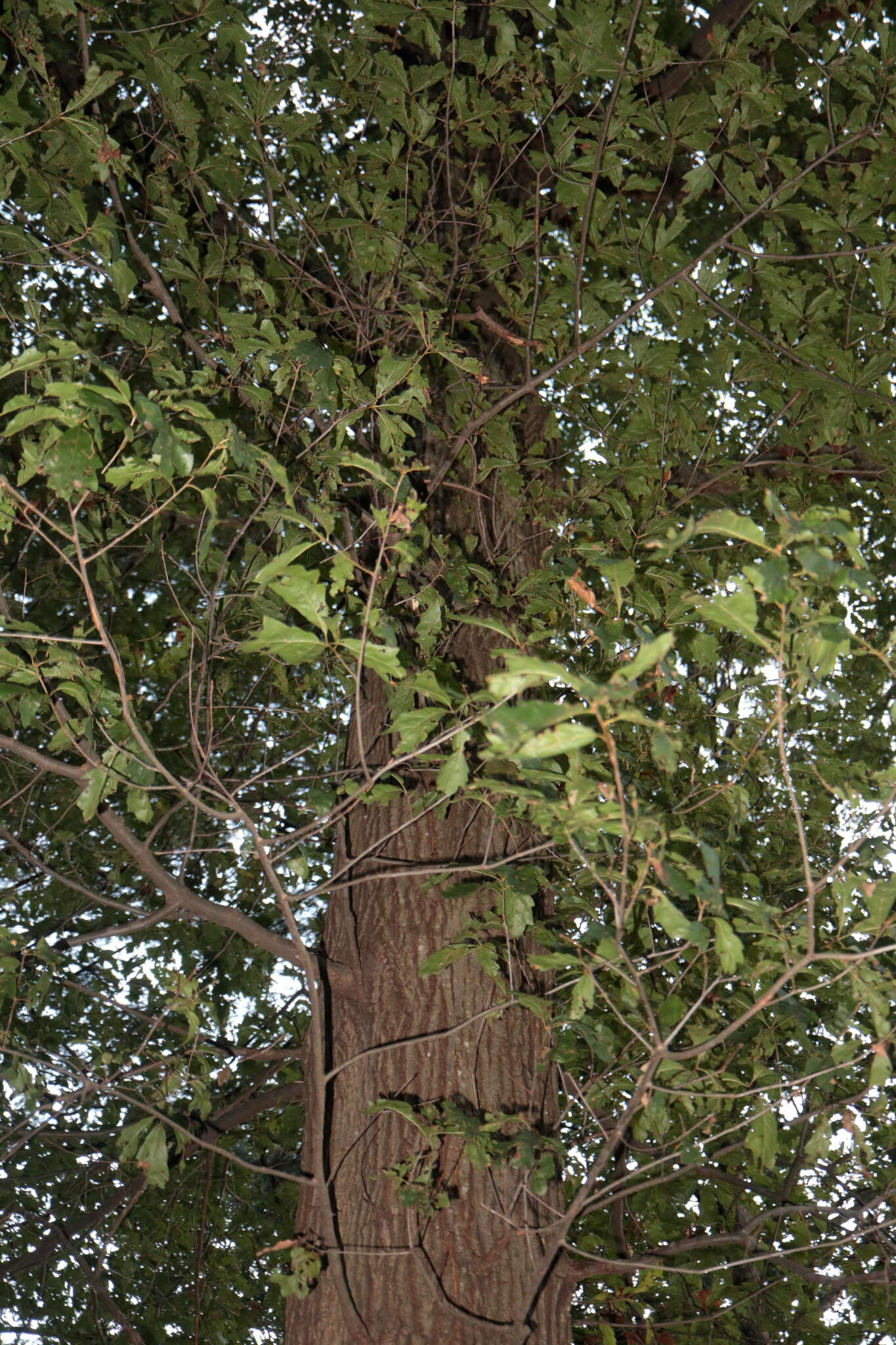 Imagem de Quercus heterophylla F. Michx.