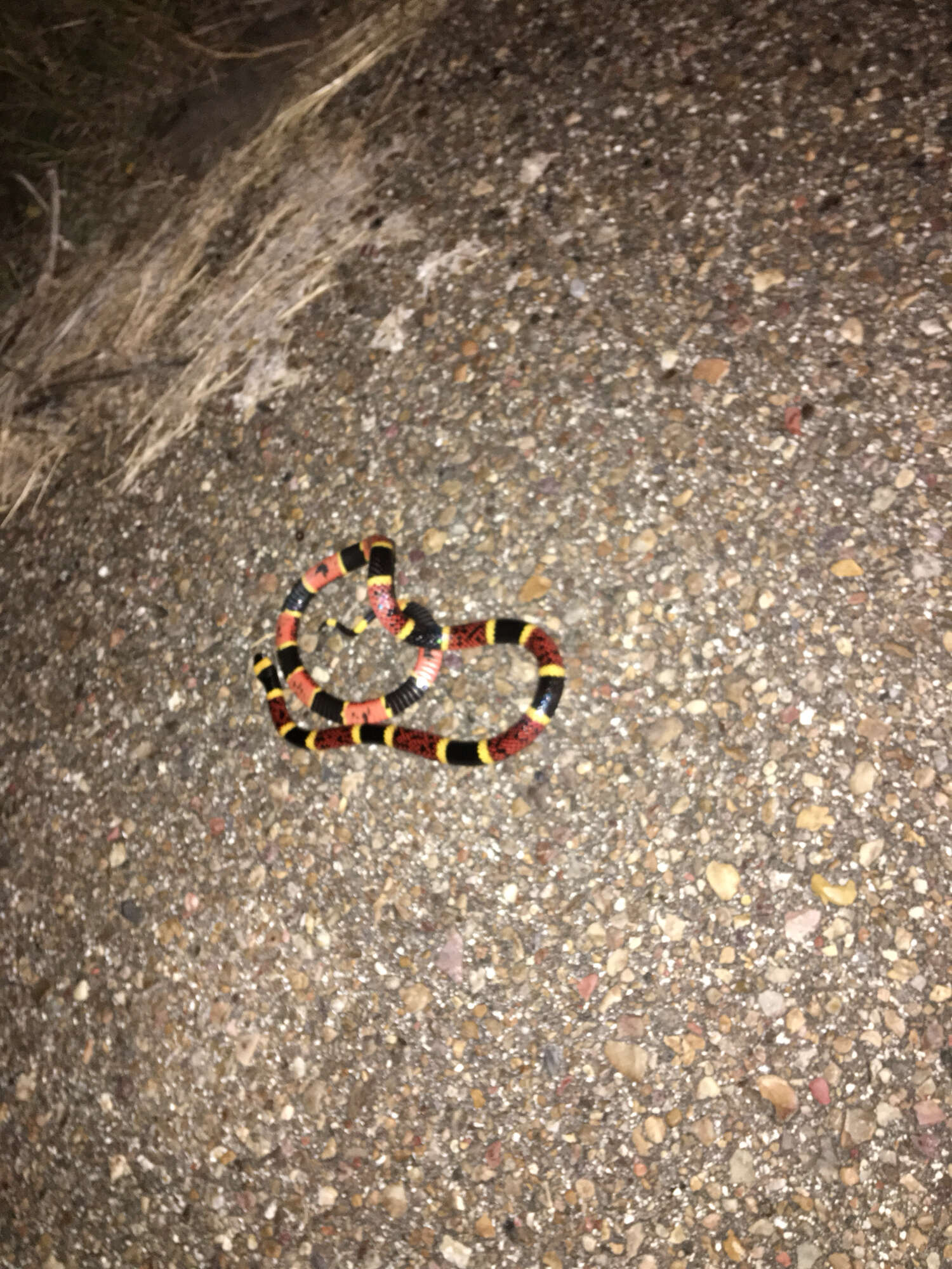 Image of Texas Coral Snake