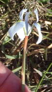 Image of Moraea tripetala subsp. tripetala