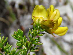 Image of Aspalathus carnosa Bergius