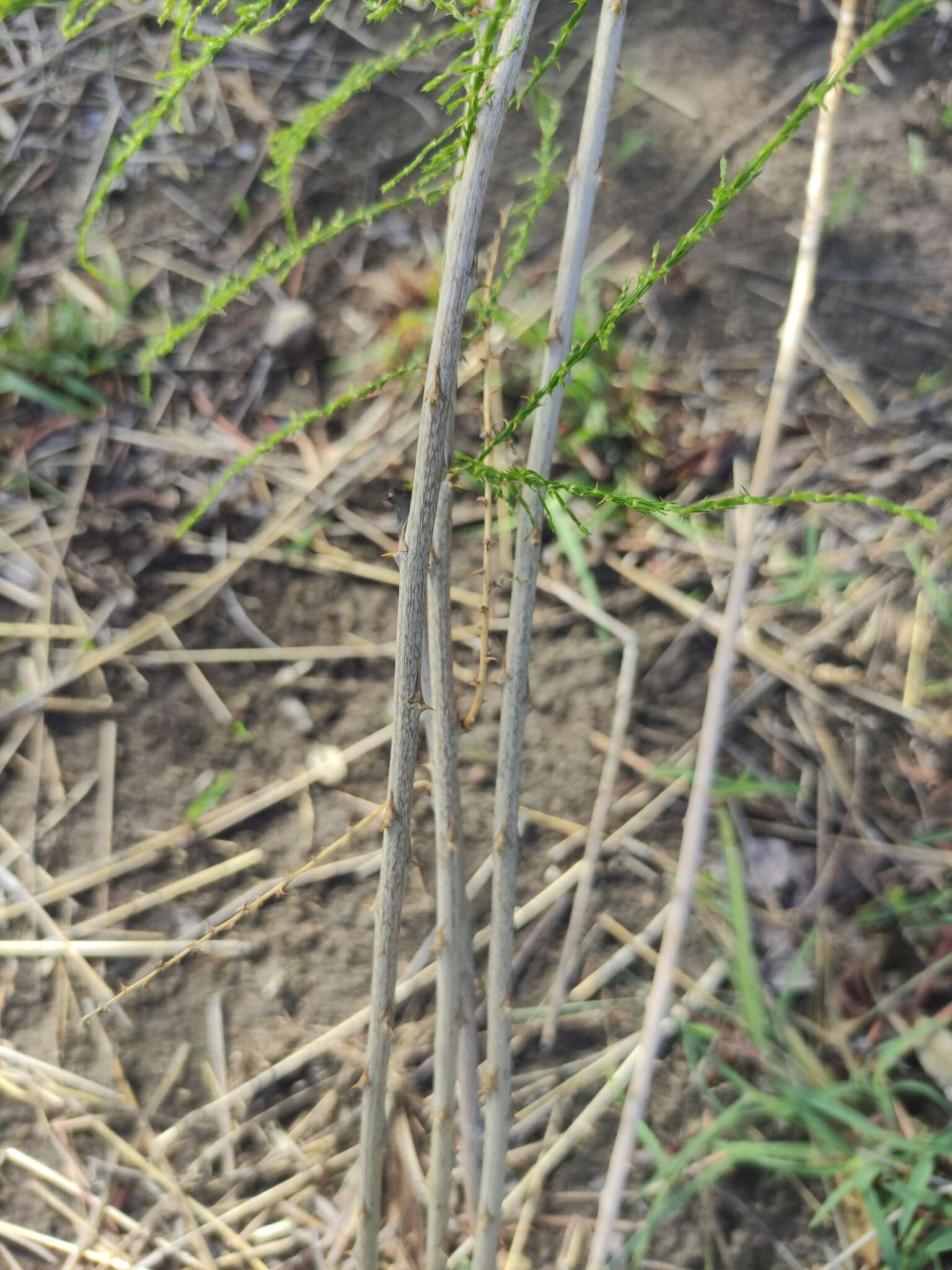 Image of Asparagus vaginellatus Bojer ex Baker