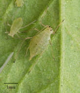 Image of Aphid