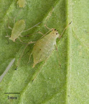 Image of Aphid