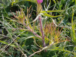 Image of <i>Castilleja <i>exserta</i></i> subsp. exserta