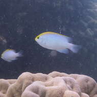 Image of Yellowhead damselfish