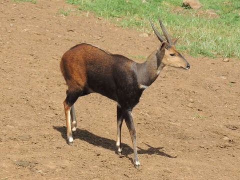 صورة Tragelaphus sylvaticus