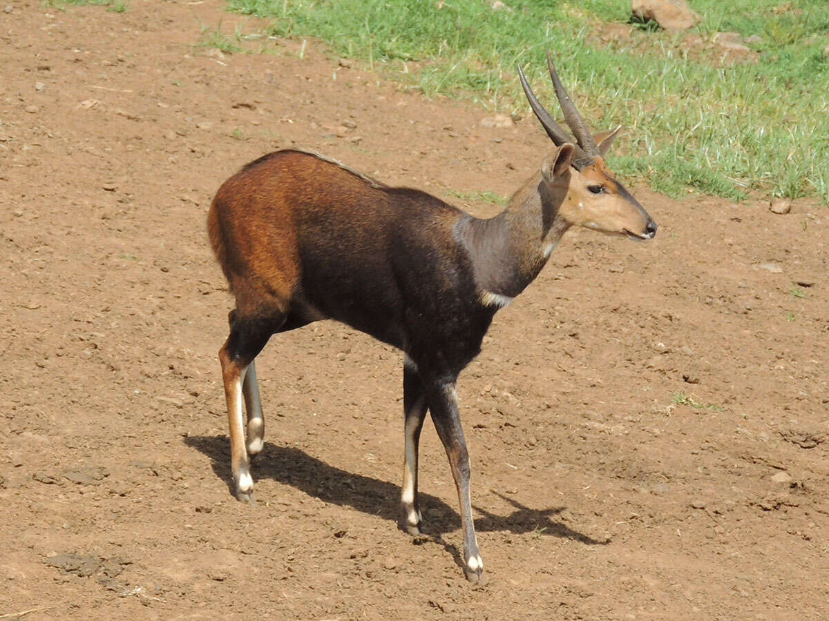 Tragelaphus sylvaticus resmi