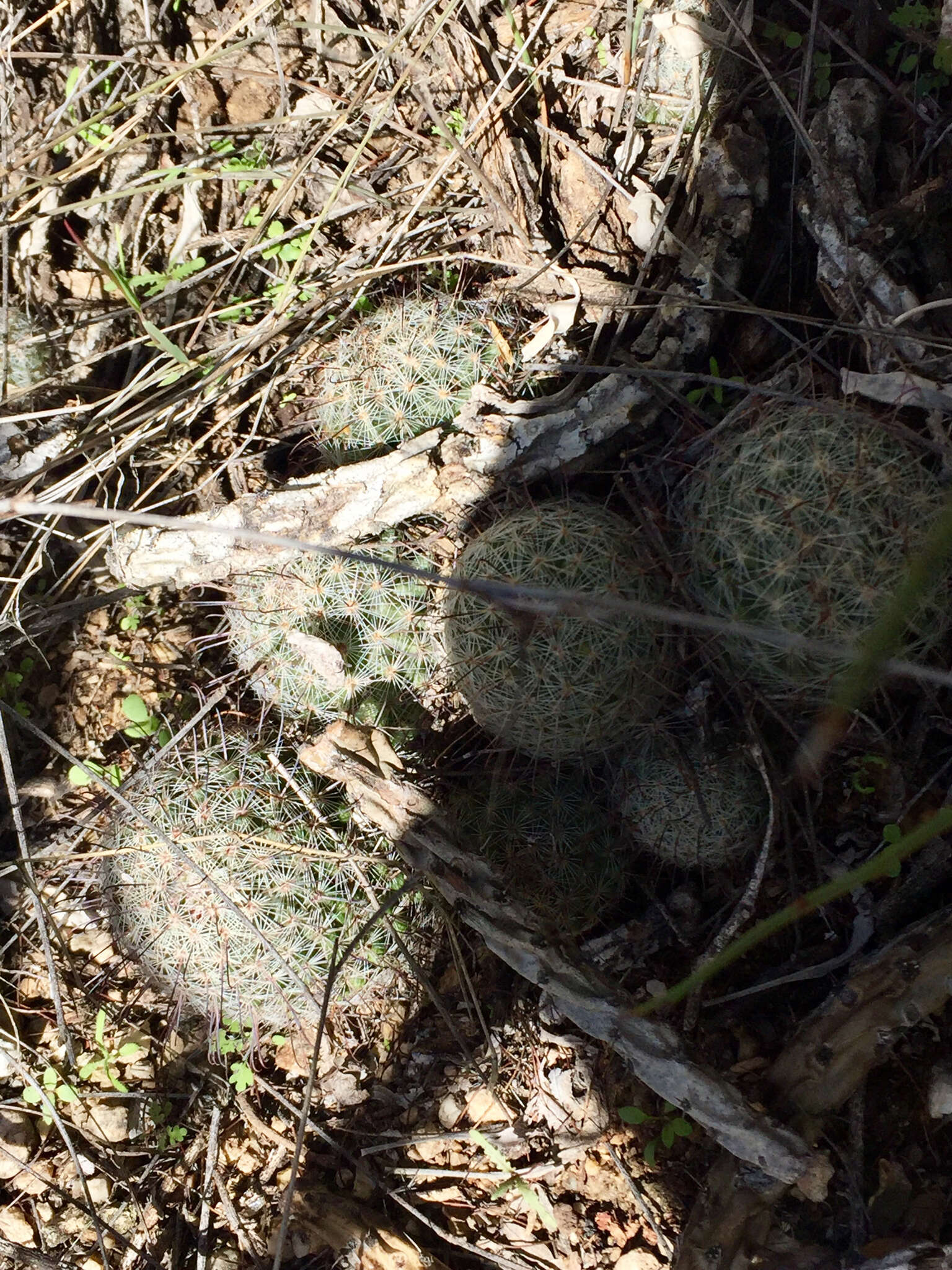 Image de Mammillaria grahamii Engelm.