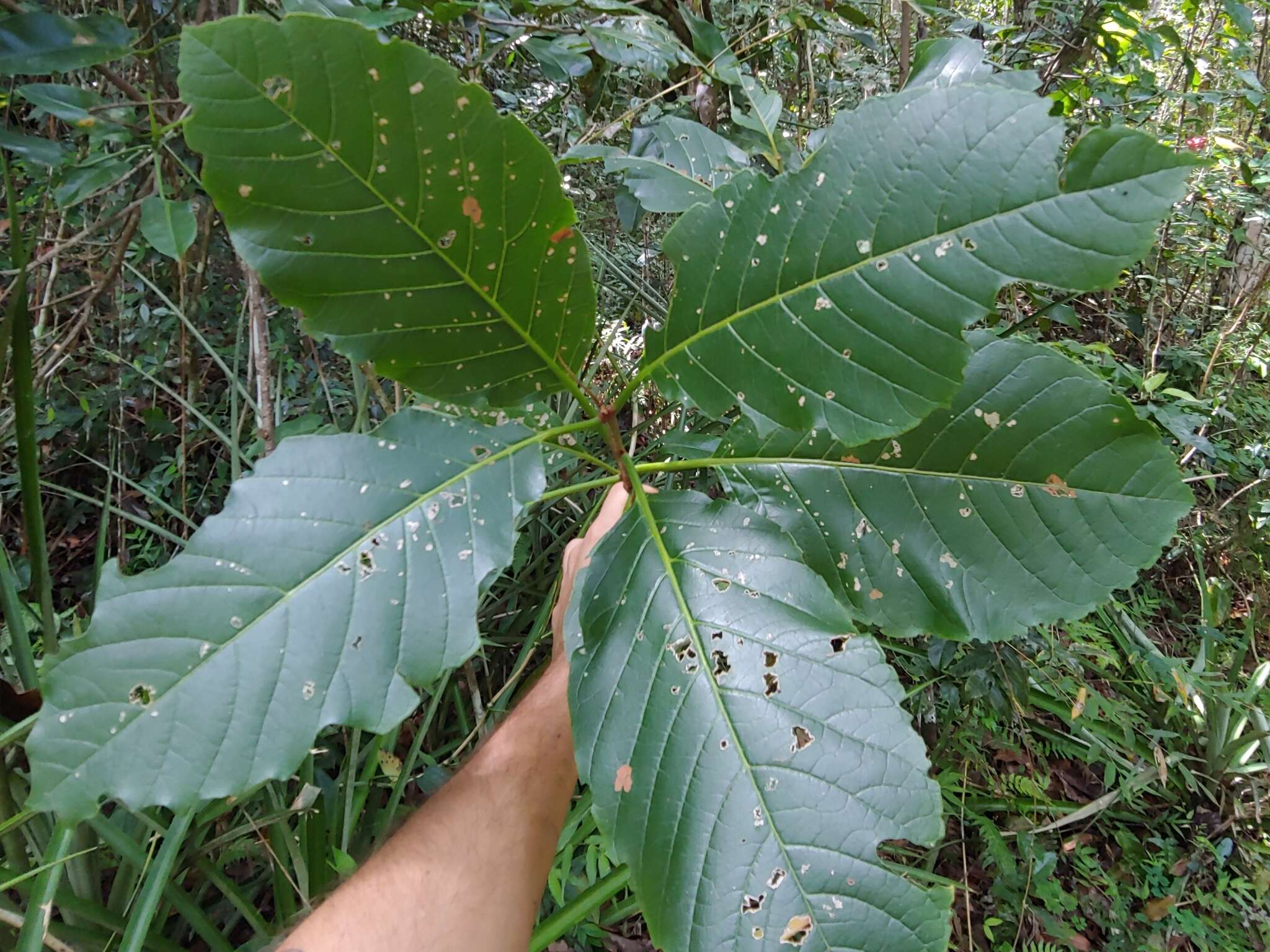 Image de Pisonia roqueae Trejo & Caraballo