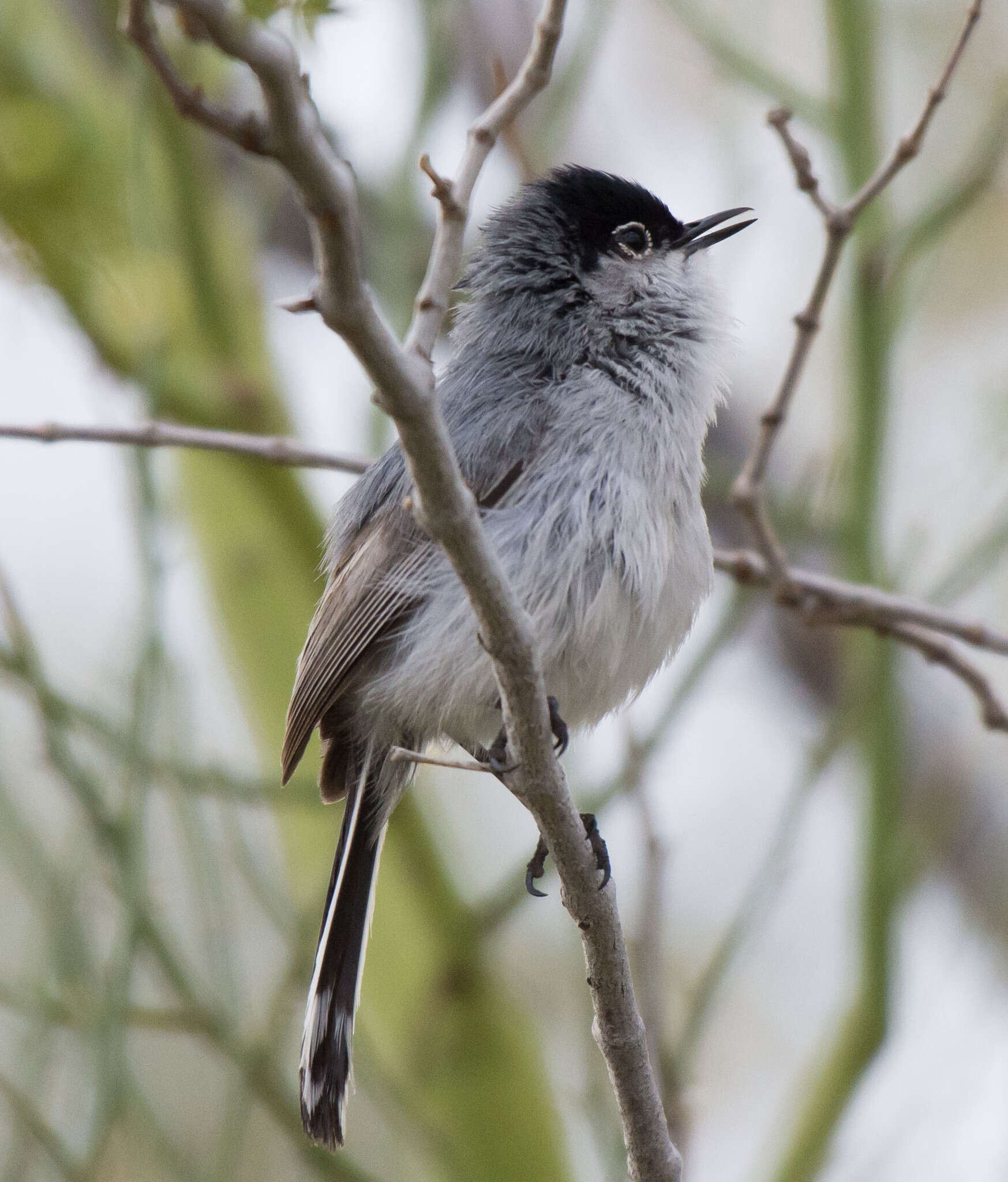 Image of Black-tailed Gnatcatcher