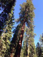 Sequoiadendron resmi