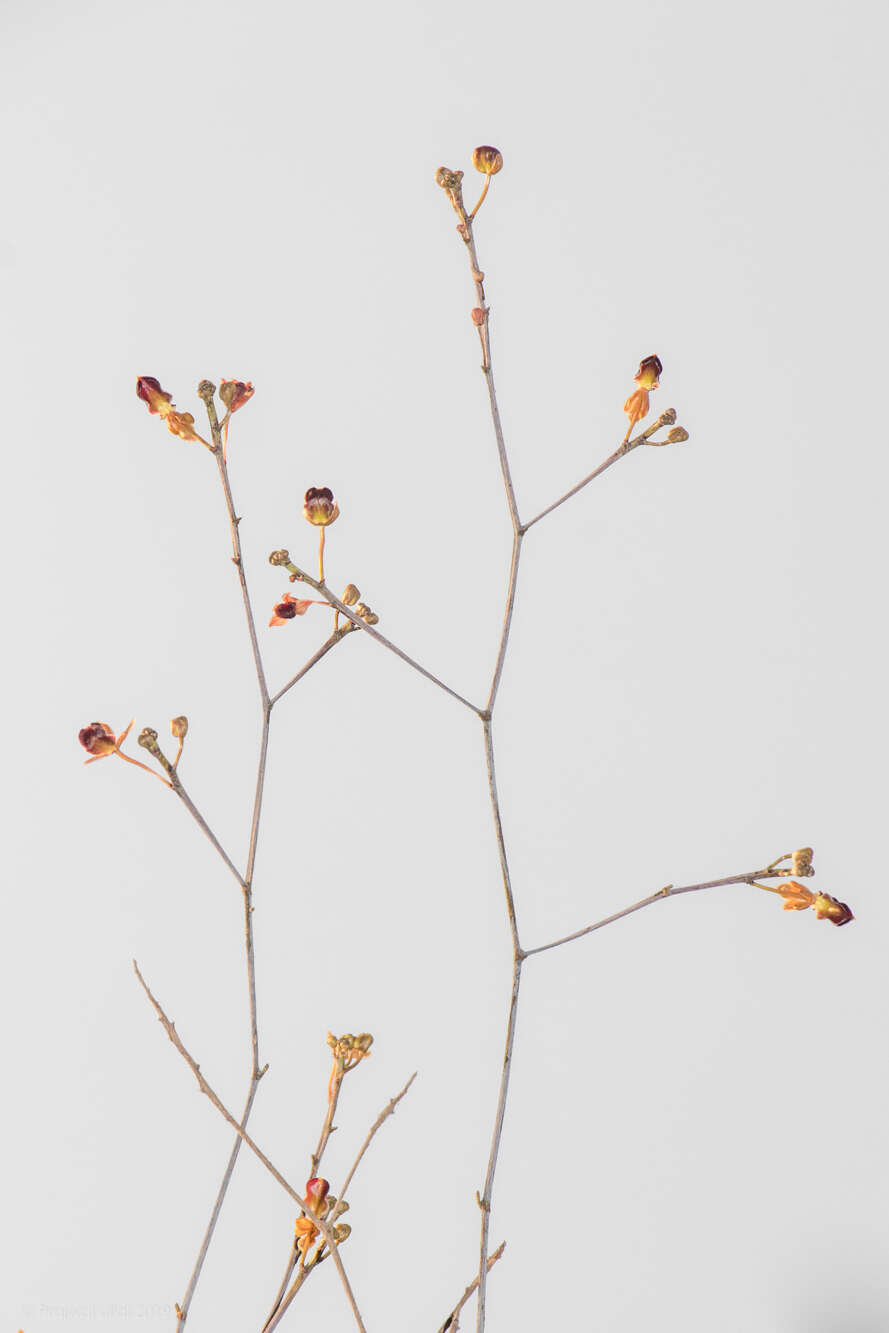 Image of Cottonia peduncularis (Lindl.) Rchb. fil.