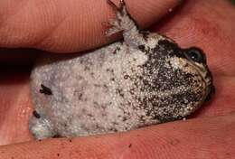 Image of Mountain Rain Frog