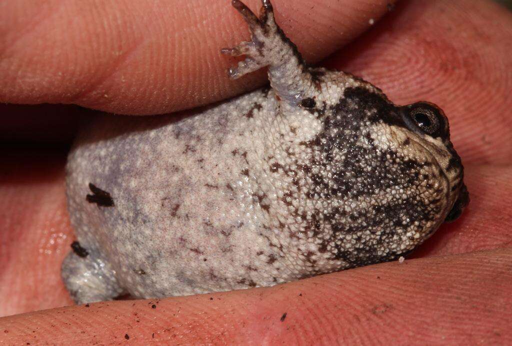 Image of Mountain Rain Frog