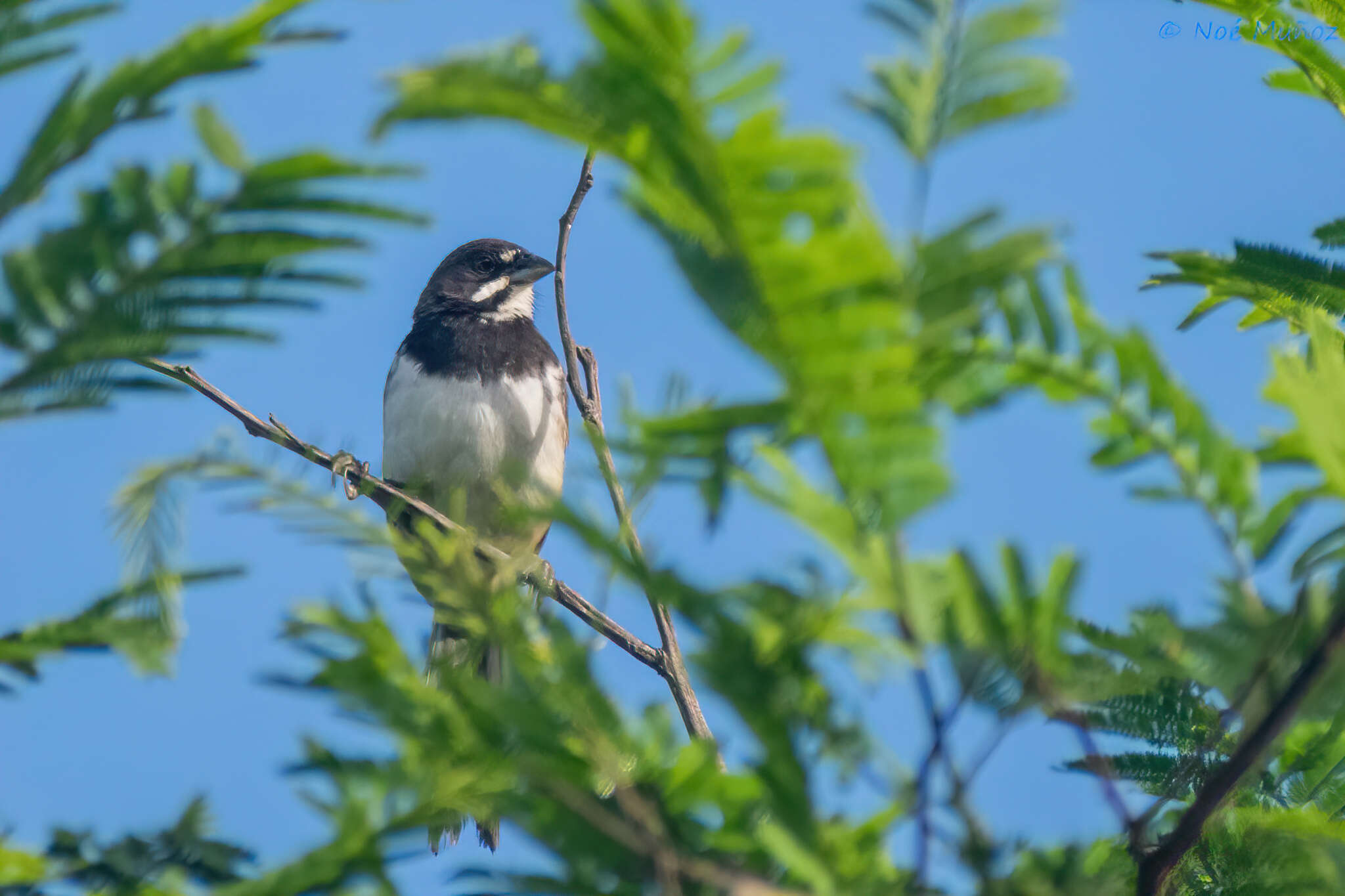 Image of Black-chested Sparrow