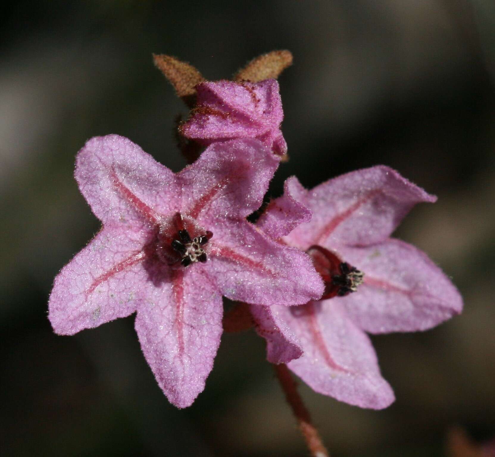 Image of Thomasia angustifolia Steud.