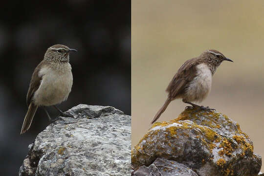 Asthenes humilis (Cabanis 1873)的圖片