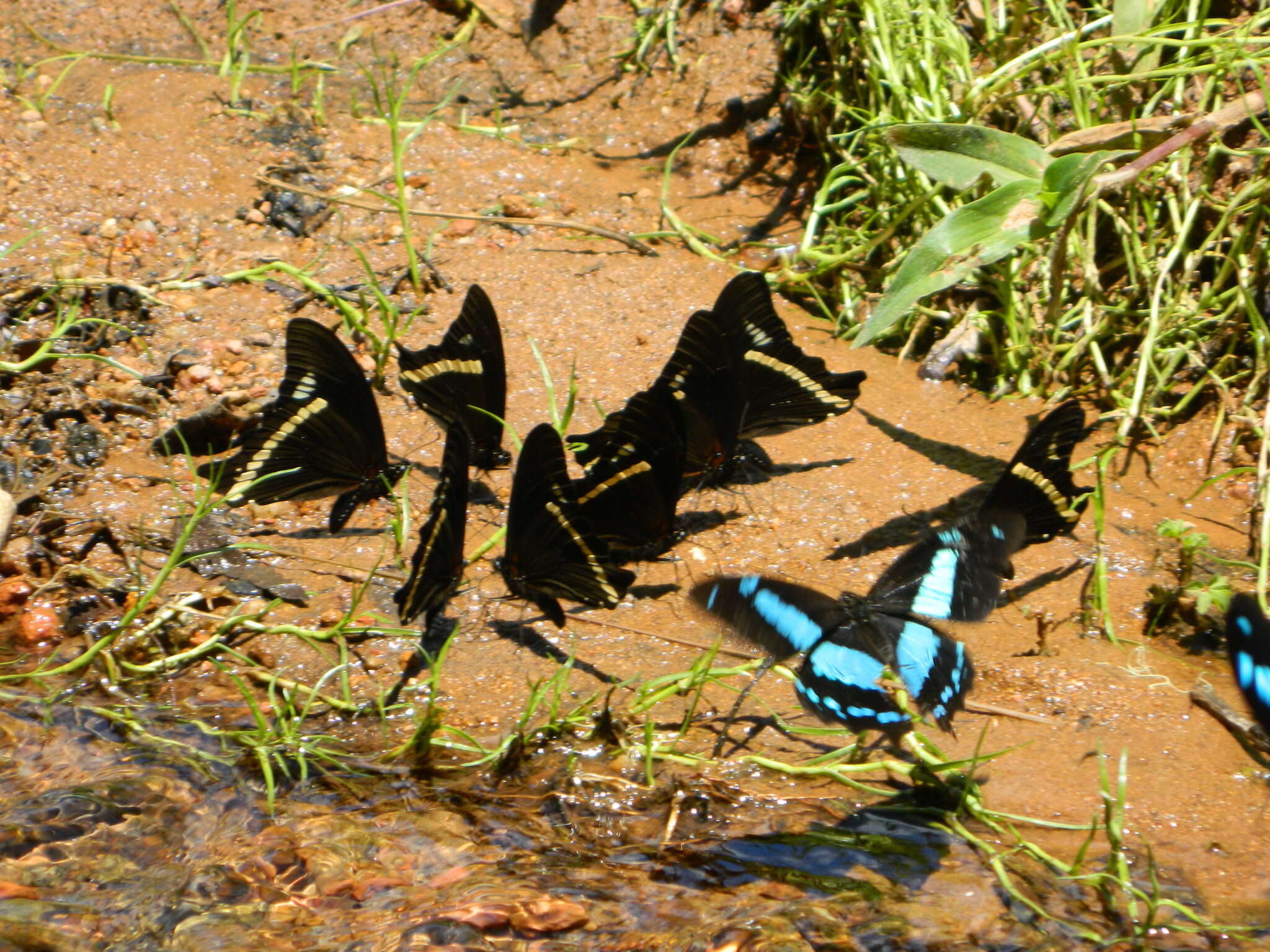 Papilio desmondi van Someren 1939的圖片