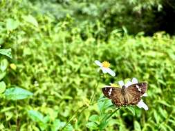 Celaenorrhinus pulomaya Moore 1865 resmi