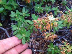 Image de Rhododendron columbianum (Piper) Harmaja