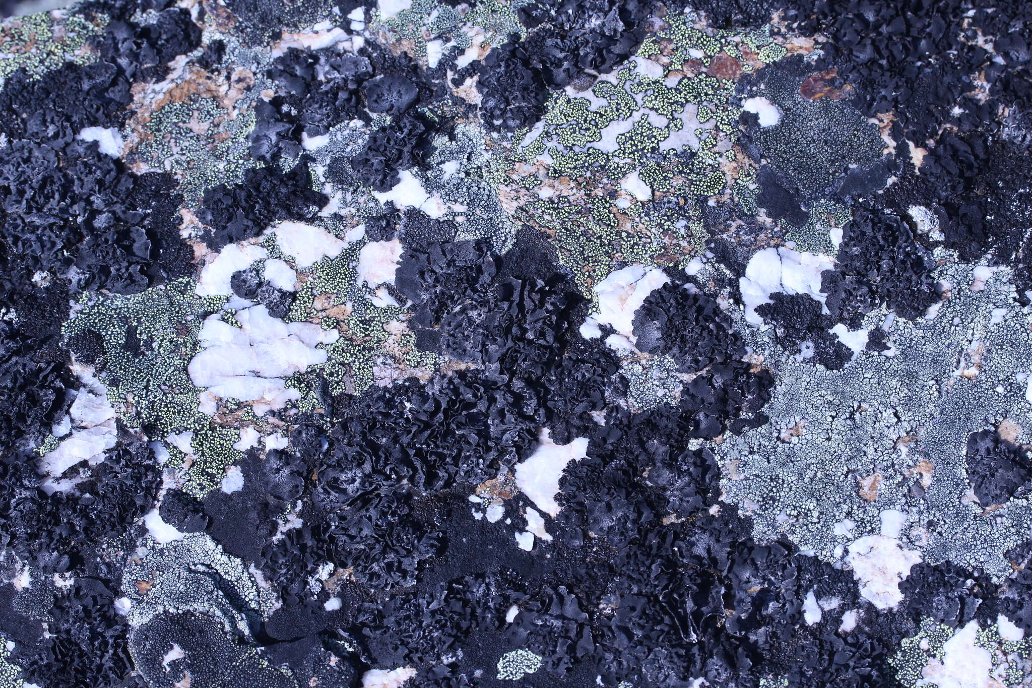 Image of Blistered rock tripe lichen