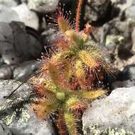 Imagem de <i>Drosera schwackei</i>