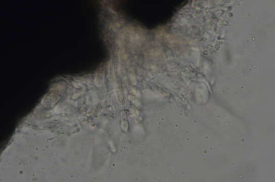 Sivun Collemopsidium sublitorale (Leight.) Grube & B. D. Ryan kuva