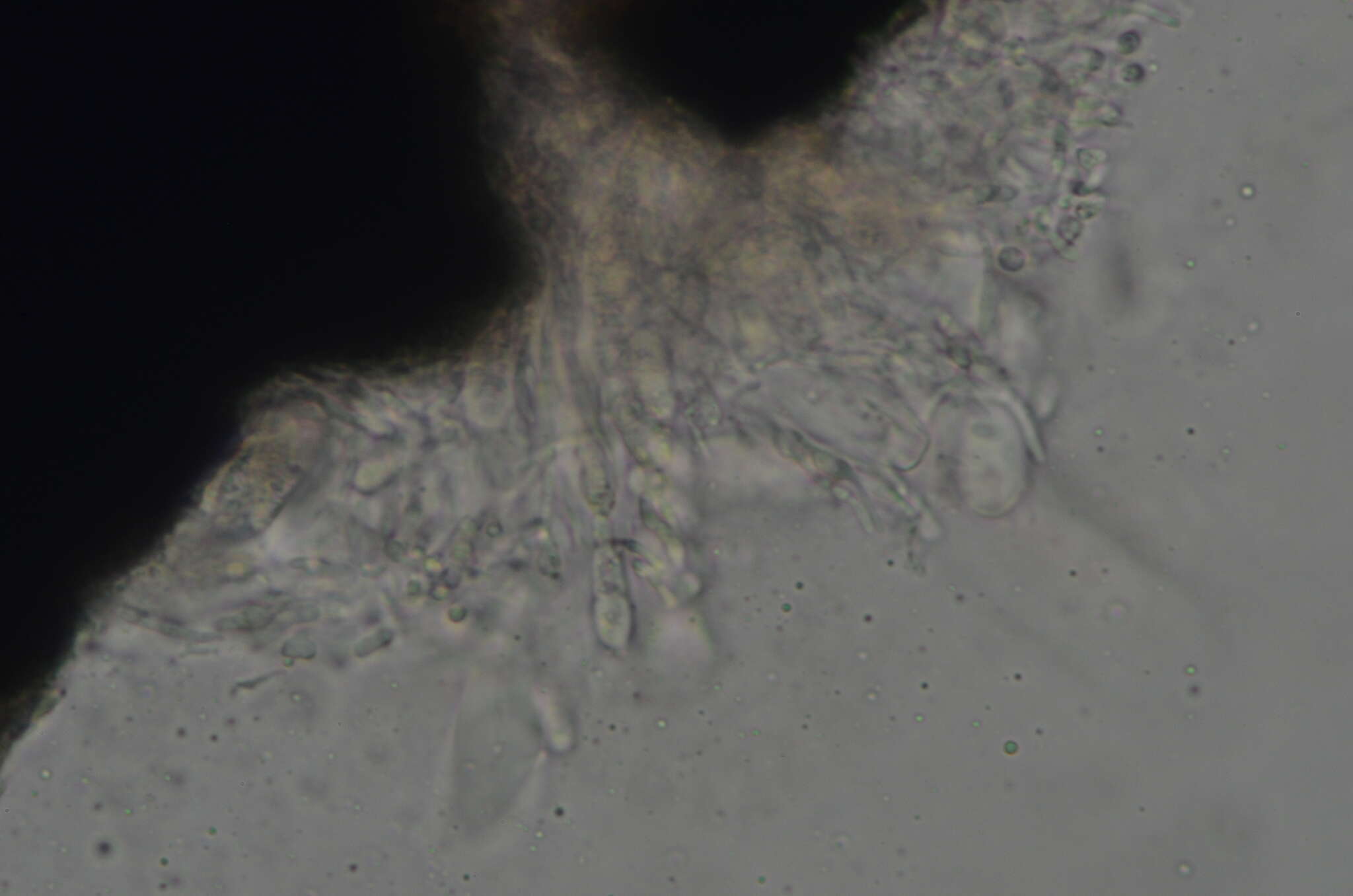 Imagem de Collemopsidium sublitorale (Leight.) Grube & B. D. Ryan
