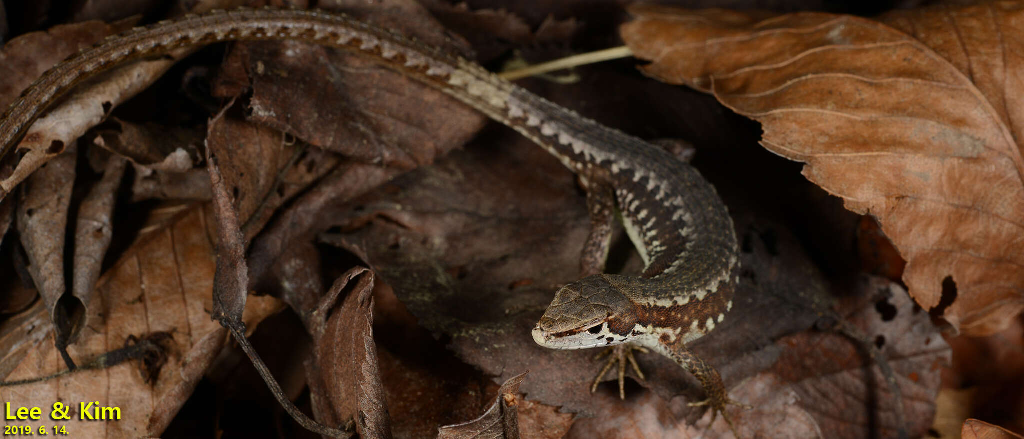 Image of Amur grass lizard