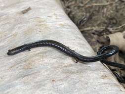 Image of Cienega Colorado Worm Salamander