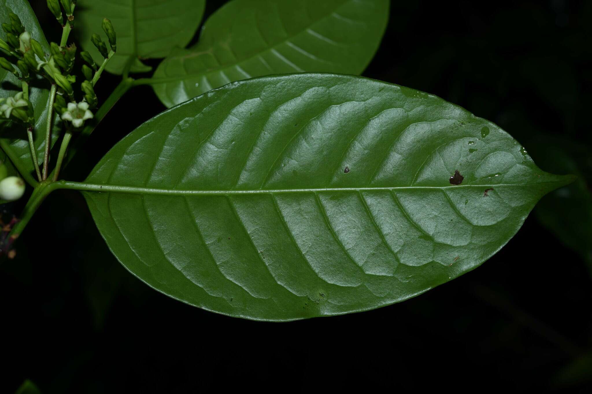 Image of Chiococca nitida Benth.