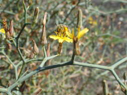 Image of Anthophora lieftincki (Tkalcu 1993)