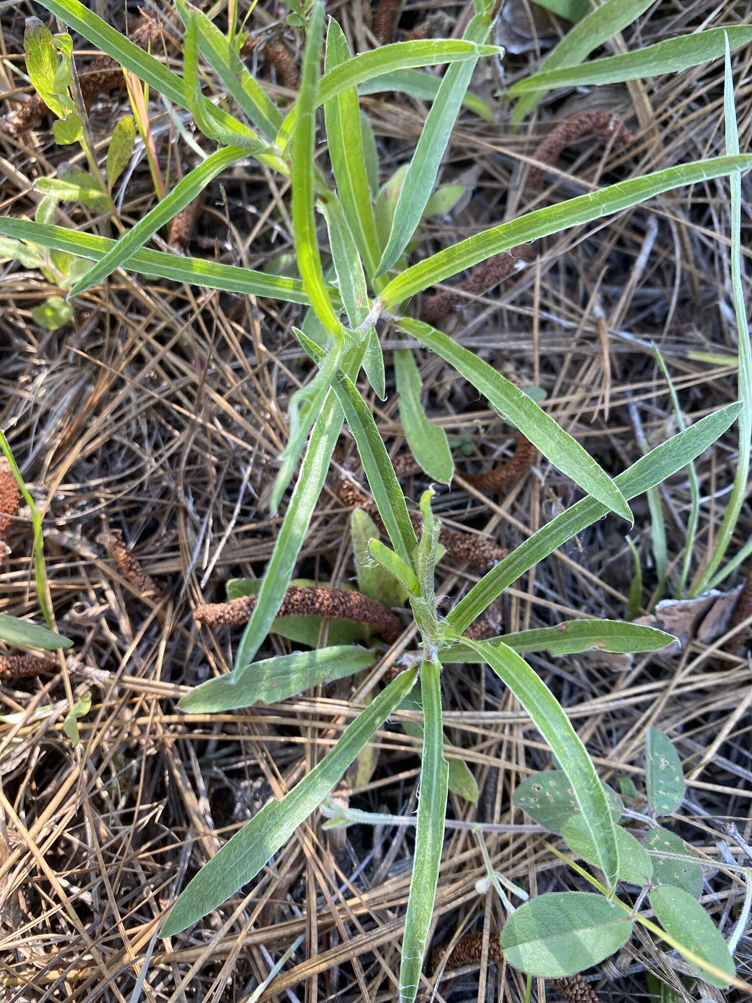 Image of zigzag silkgrass