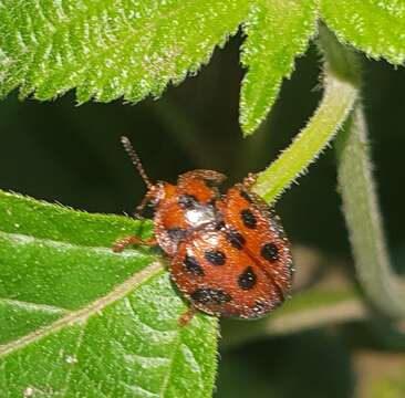 Sivun Ogdoecosta catenulata (Boheman 1854) kuva