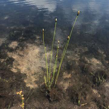 Image of Small's yelloweyed grass