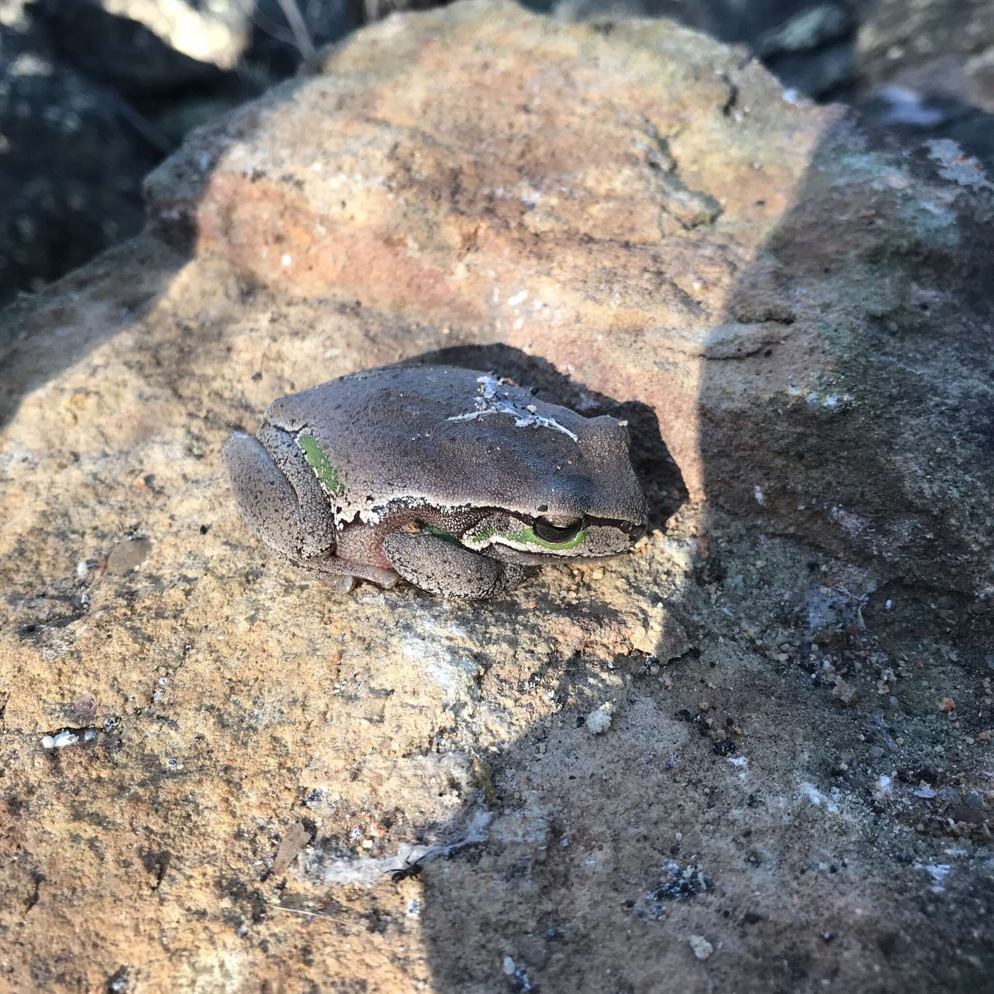 Image of Blue Mountains Tree Frog