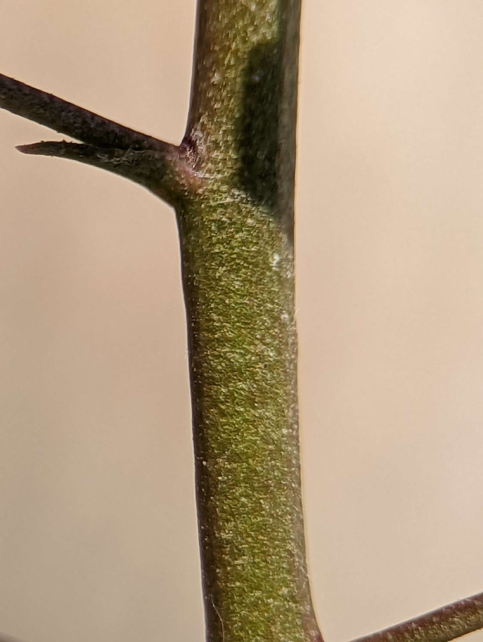 Image of Verbascum pyroliforme subsp. dudleyanum (Hub.-Mor.) Karavel. & Aytaç