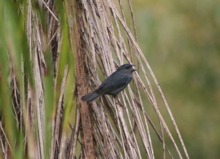 Plancia ëd Haplospiza unicolor Cabanis 1851