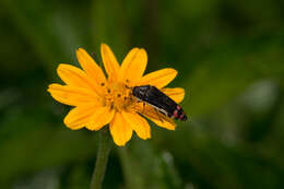 Imagem de Acmaeodera flavomarginata (Gray 1832)