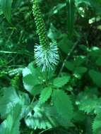 Image of Canadian burnet